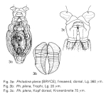 Philodina plena