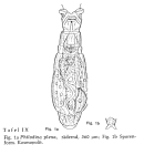 Philodina plena