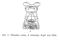 Philodina plena