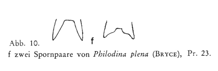 Philodina plena