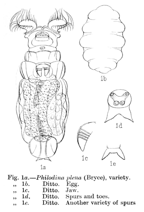 Philodina plena Philodina plena
