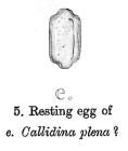 Philodina plena