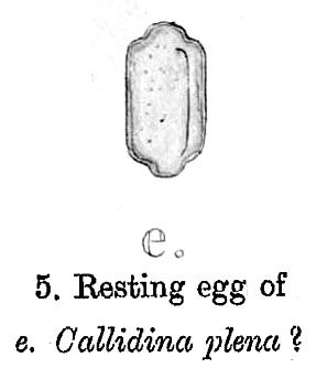 Philodina plena Philodina plena