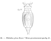 Philodina plena
