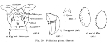 Philodina plena