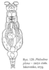 Philodina plena