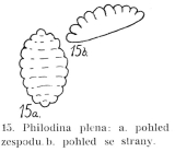 Philodina plena