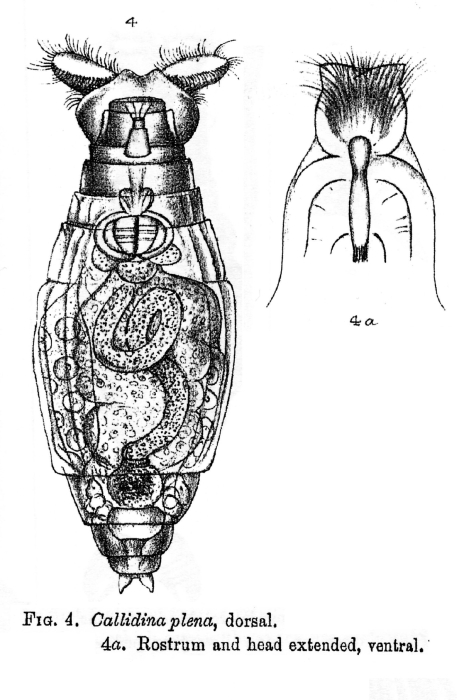 Philodina plena Philodina plena