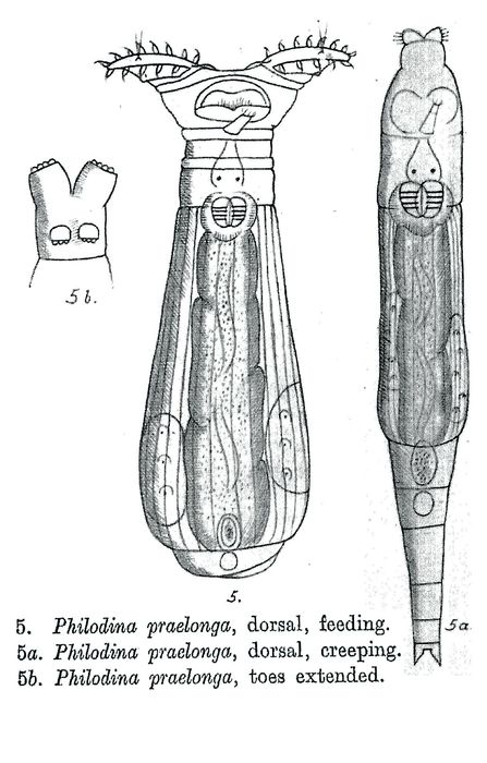 Philodina praelonga - Original description image