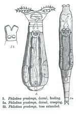 Philodina praelonga