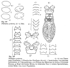 Philodina proterva