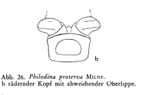 Philodina proterva