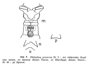 Philodina proterva