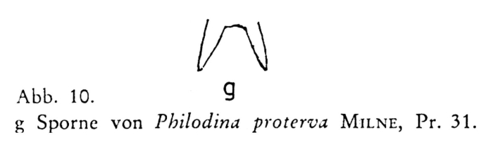Philodina proterva Philodina proterva