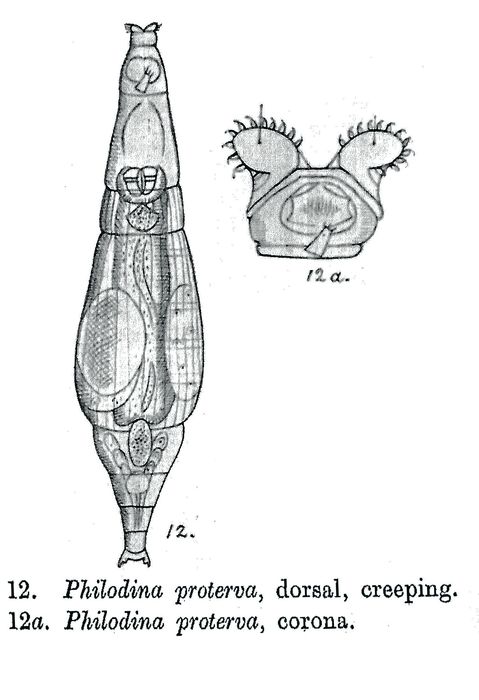 Philodina proterva - Original description image