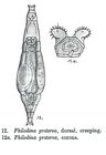 Philodina proterva