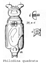 Philodina quadrata - Original description image
