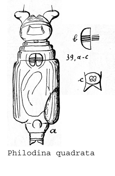 Philodina quadrata - Original description image