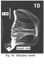 Philodina rapida