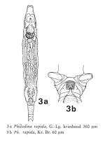 Philodina rapida