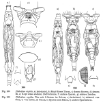 Philodina rapida