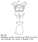 Philodina rapida