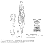 Philodina rapida