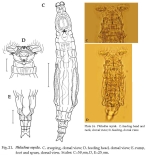 Philodina rapida