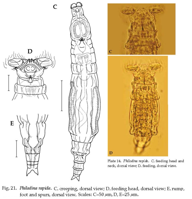 Philodina rapida Philodina rapida