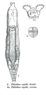 Philodina rapida - Original description image