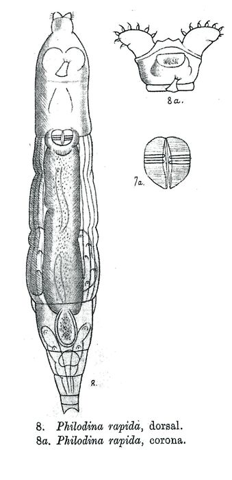 Philodina rapida - Original description image