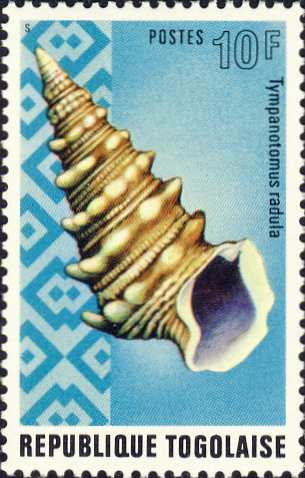 Tympanotonus radula Tympanotonus radula