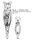 Philodina roseola