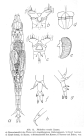 Philodina roseola