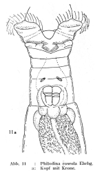 Philodina roseola