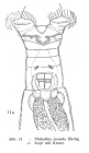 Philodina roseola