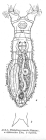 Philodina roseola