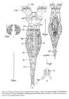 Philodina roseola