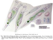 Philodina roseola