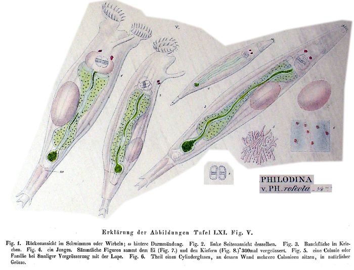 Philodina roseola Philodina roseola