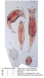 Philodina roseola