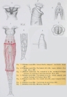 Philodina roseola