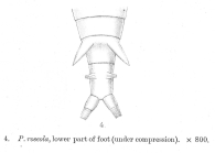 Philodina roseola