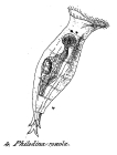 Philodina roseola