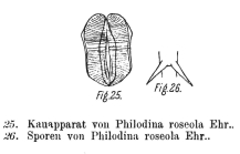 Philodina roseola