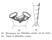 Philodina roseola