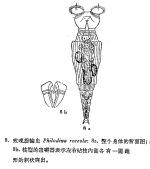 Philodina roseola