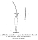 Philodina roseola