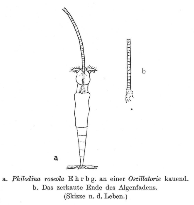 Philodina roseola Philodina roseola