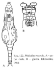 Philodina roseola